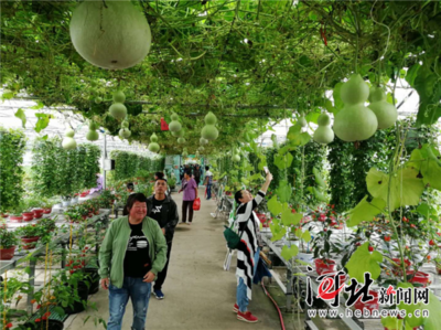 万全辣椒小镇丰收节亮相张家口市第二届旅发大会生态园