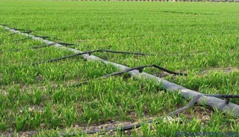 准旗启动新农业项目 生态园建设惠及8村，3970亩蓝图铺展乡村振兴新画卷