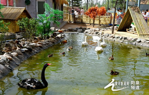 助力冬奥丨华北奕丰生态园戏雪乐园即将开园，生态旅游与冰雪运动完美融合